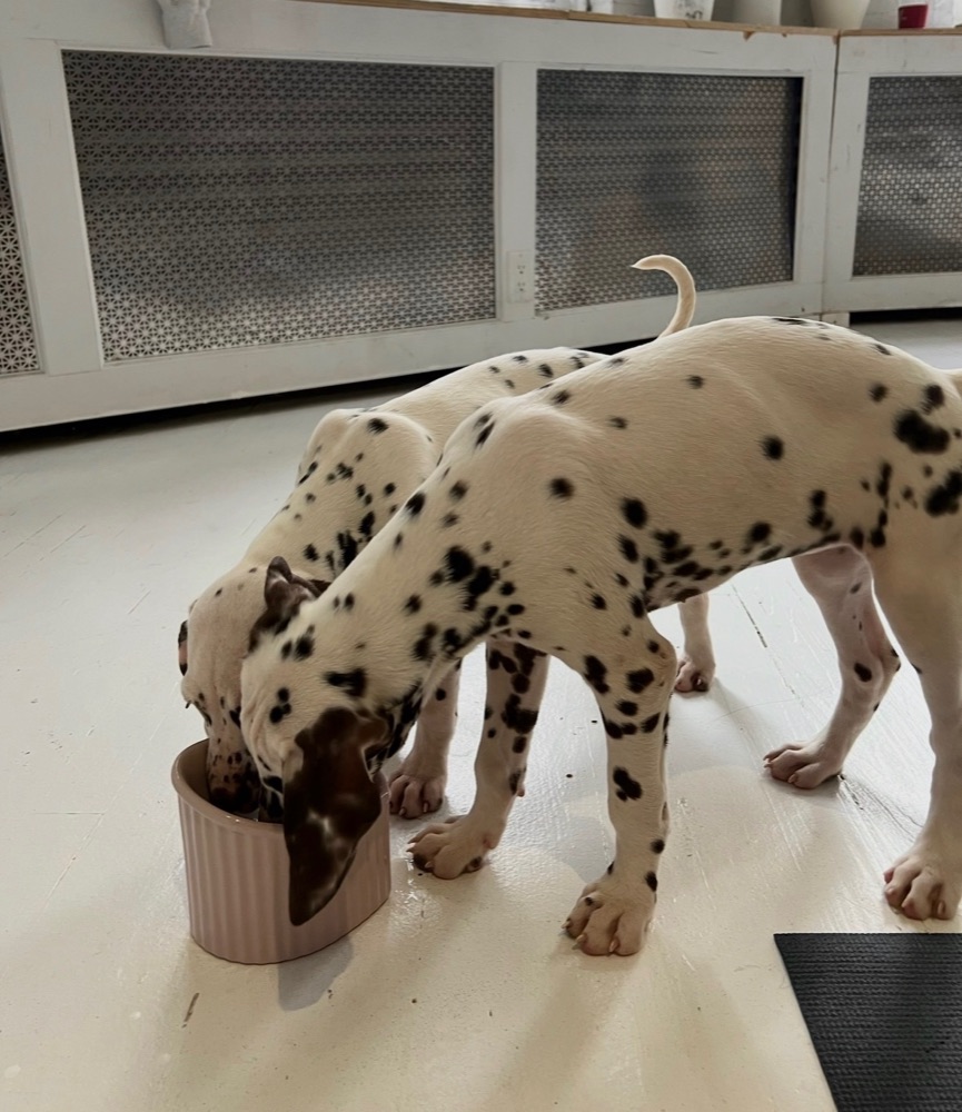 Two Dalmatian puppies sharing a water bowl