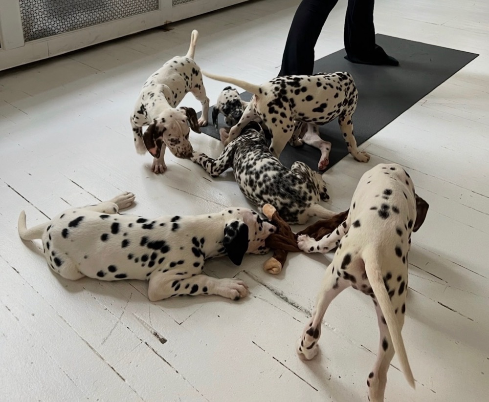 Dalmatian puppies wrestling over a plush toy on a yoga mat during an office visit